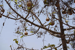 Lagenaria siceraria